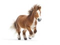 Cute miniature horse over a white background