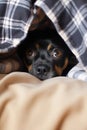 Cute miniature pinscher puppy hiding under a plaid blanket