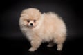 Cute miniature Pomeranian Spitz Dog Standing on black isolated background, front view. fluffy puppy looking at camera Royalty Free Stock Photo
