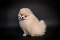 Cute miniature Pomeranian Spitz Dog Standing on black isolated background, front view. fluffy puppy looking at camera Royalty Free Stock Photo