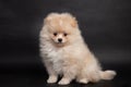 Cute miniature Pomeranian Spitz Dog Standing on black isolated background, front view. fluffy puppy looking at camera Royalty Free Stock Photo