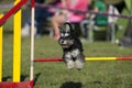 Cute Miniature Schnauzer jumping over agility hurdle on competition