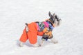 Cute miniature schnauzer puppy in beautiful pet clothing is walking on a white snow in the winter park. Pet animals Royalty Free Stock Photo