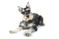 Cute Miniature Schnauzer Puppy Dog on White Background Royalty Free Stock Photo