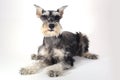 Cute Miniature Schnauzer Puppy Dog on White Background Royalty Free Stock Photo