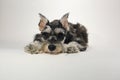 Cute Miniature Schnauzer Puppy Dog on White Background Royalty Free Stock Photo