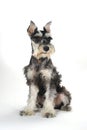 Cute Miniature Schnauzer Puppy Dog on White Background Royalty Free Stock Photo