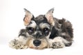 Cute Miniature Schnauzer Puppy Dog on White Background Royalty Free Stock Photo