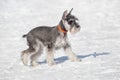 Cute miniature schnauzer puppy is walking on a white snow in the winter park. Pet animals Royalty Free Stock Photo