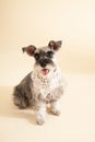 Miniature Schnauzer sit on yellow background