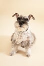 Miniature Schnauzer sit on yellow background