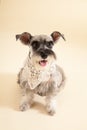 Miniature Schnauzer sit on yellow background