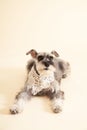 Miniature Schnauzer sit on yellow background