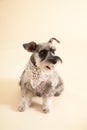 Miniature Schnauzer sit on yellow background