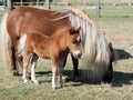 Cute Mare and Foal