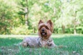 Cute miniature Yorkshire Terrier Dog is lying on green grass on a background of summer park Royalty Free Stock Photo