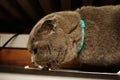 Cute mischievous scottish fold cat at home candid image