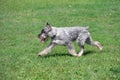 Cute mittelschnauzer or standard schnauzer is running on a green grass in the park. Pet animals