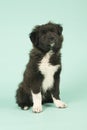 Cross breed Border Collie puppy on green