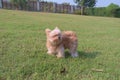 Cute Mixed Breed Dog in the Garden