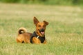 Cute mixed breed dog playing on a meadow. Age almost 2 years. Parson Jack Russell - German shepherd - Chihuahua mix Royalty Free Stock Photo