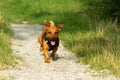 Cute mixed breed dog playing on a meadow. Age almost 2 years. Parson Jack Russell - German shepherd - Chihuahua mix Royalty Free Stock Photo