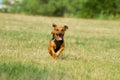 Cute mixed breed dog playing on a meadow. Age almost 2 years. Parson Jack Russell - German shepherd - Chihuahua mix Royalty Free Stock Photo