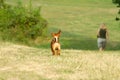 Cute mixed breed dog playing on a meadow. Age almost 2 years. Parson Jack Russell - German shepherd - Chihuahua mix Royalty Free Stock Photo