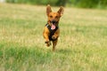 Cute mixed breed dog playing on a meadow. Age almost 2 years. Parson Jack Russell - German shepherd - Chihuahua mix Royalty Free Stock Photo