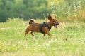 Cute mixed breed dog playing on a meadow. Age almost 2 years. Parson Jack Russell - German shepherd - Chihuahua mix Royalty Free Stock Photo