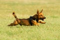 Cute mixed breed dog playing on a meadow. Age almost 2 years. Parson Jack Russell - German shepherd - Chihuahua mix Royalty Free Stock Photo