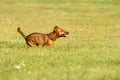 Cute mixed breed dog playing on a meadow. Age almost 2 years. Parson Jack Russell - German shepherd - Chihuahua mix Royalty Free Stock Photo