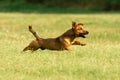 Cute mixed breed dog playing on a meadow. Age almost 2 years. Parson Jack Russell - German shepherd - Chihuahua mix Royalty Free Stock Photo