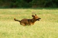 Cute mixed breed dog playing on a meadow. Age almost 2 years. Parson Jack Russell - German shepherd - Chihuahua mix Royalty Free Stock Photo