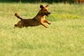 Cute mixed breed dog playing on a meadow. Age almost 2 years. Parson Jack Russell - German shepherd - Chihuahua mix Royalty Free Stock Photo