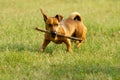 Cute mixed breed dog playing on a meadow. Age almost 2 years. Parson Jack Russell - German shepherd - Chihuahua mix Royalty Free Stock Photo