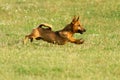 Cute mixed breed dog playing on a meadow. Age almost 2 years. Parson Jack Russell - German shepherd - Chihuahua mix Royalty Free Stock Photo