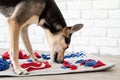 cute mixed breed dog playing with washable snuffle rug for hiding dried treats for nose work. Intellectual games with