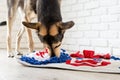 cute mixed breed dog playing with washable snuffle rug for hiding dried treats for nose work. Intellectual games with Royalty Free Stock Photo