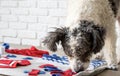 cute mixed breed dog playing with washable snuffle rug for hiding dried treats for nose work. Intellectual games with