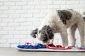 cute mixed breed dog playing with washable snuffle rug for hiding dried treats for nose work. Intellectual games with