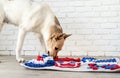 cute mixed breed dog playing with washable snuffle rug for hiding dried treats for nose work. Intellectual games with