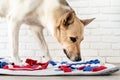 cute mixed breed dog playing with washable snuffle rug for hiding dried treats for nose work. Intellectual games with