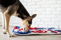 cute mixed breed dog playing with washable snuffle rug for hiding dried treats for nose work. Intellectual games with