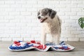 cute mixed breed dog playing with washable snuffle rug for hiding dried treats for nose work. Intellectual games with