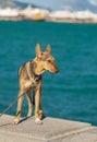 Cute mixed-breed dog standing on a parapet in Yalta port Royalty Free Stock Photo
