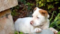 Cute mixed breed pit bull puppy