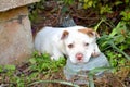 Cute mixed breed pit bull puppy