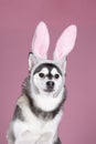 Cute mixed breed pomsky dog sitting on a pink background with easter bunny ears
