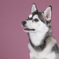 Cute mixed breed pomsky dog sitting showing tongue being cheeky on a pink background